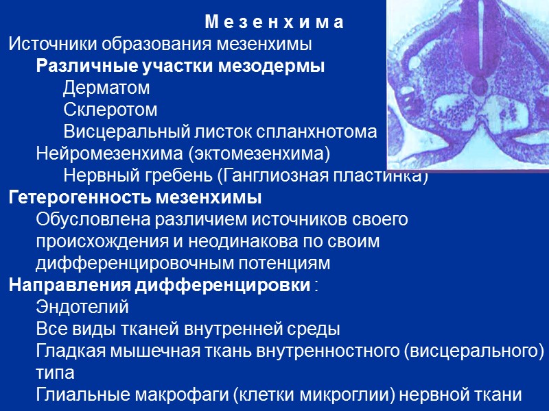 Мезенхима Источники образования мезенхимы  Различные участки мезодермы  Дерматом  Склеротом  Висцеральный